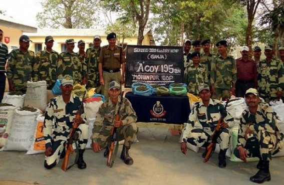 320 kg ganja seized by BSF 195th battalion